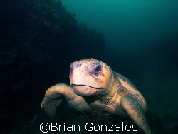 Sea Turtle, Key Largo, FL by Brian Gonzales 
